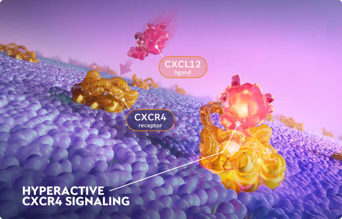 Scientific illustration of CXCR4 pathogenic variants causing hyperactive CXCR4 signaling leading to retention of leukocytes in the bone marrow.