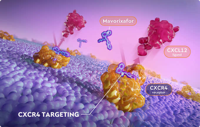 Scientific illustration of XOLEMDI blocking the CXCL12 ligand from activating CXCR4.