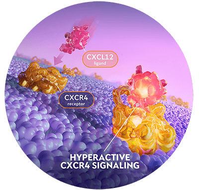 Scientific illustration of CXCR4 pathogenic variants causing hyperactive CXCR4 signaling leading to retention of leukocytes in the bone marrow